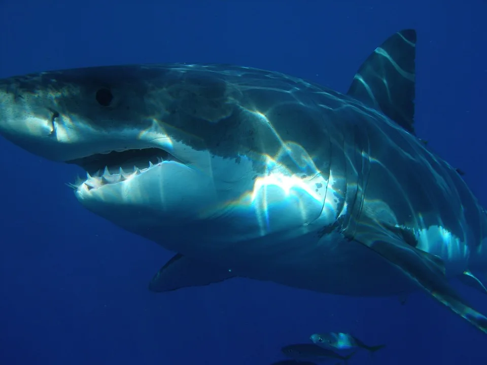 shark movies