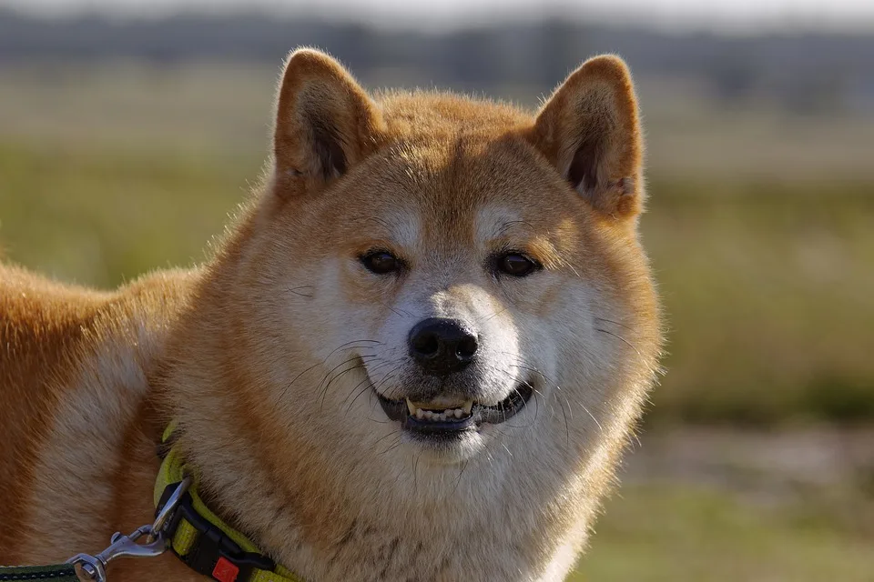 dog shiba inu dogecoin