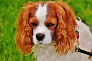 dogs puppy pets