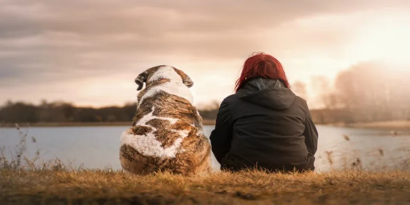 dogs people nature