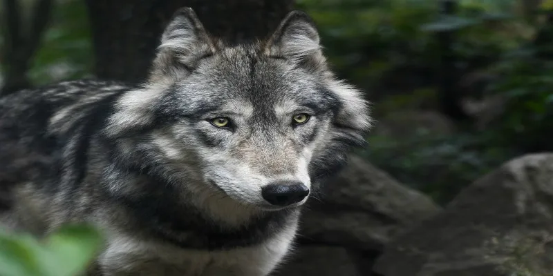 gray wolf animals