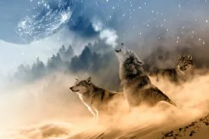 gray wolf